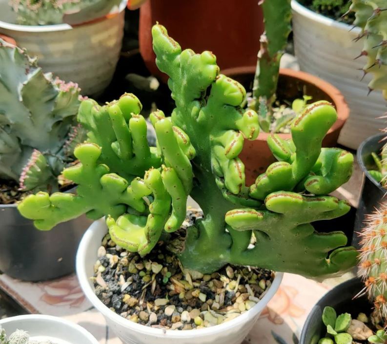 Euphorbia_Alluaudii_ssp._Oncoclada_cristata.JPG