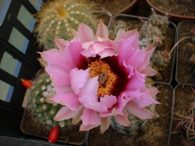 echinocereus_.jpg