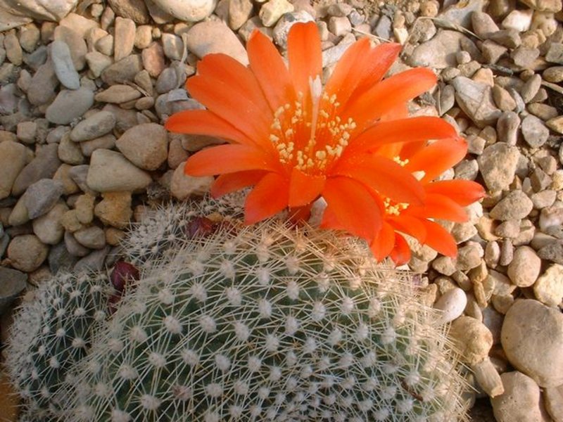 rebutia_.jpg