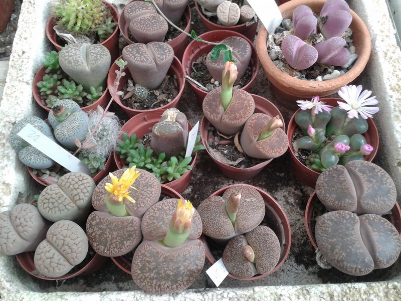 Lithops - Foto di Ven 21 Dicembre 2012