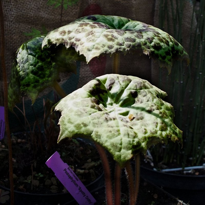 DSCF8074.jpg