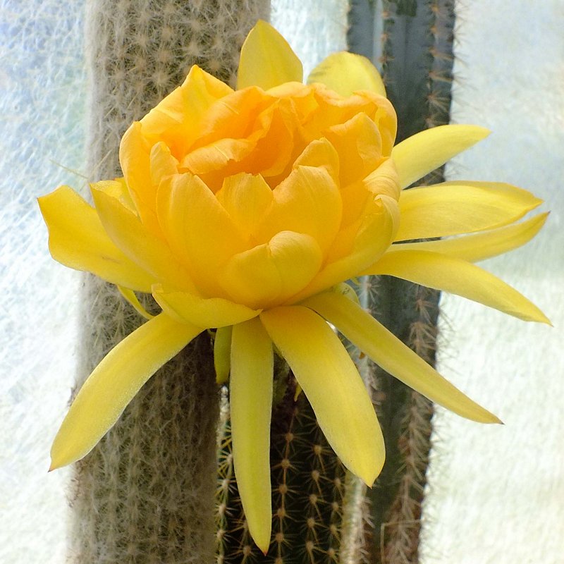 DSCF8406.jpg