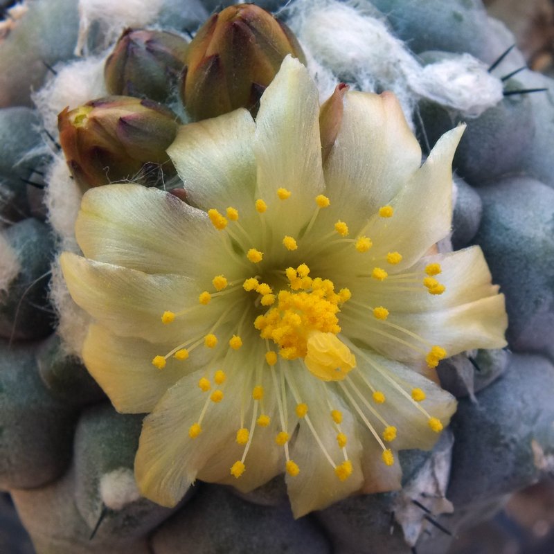 copiapoa2.jpg