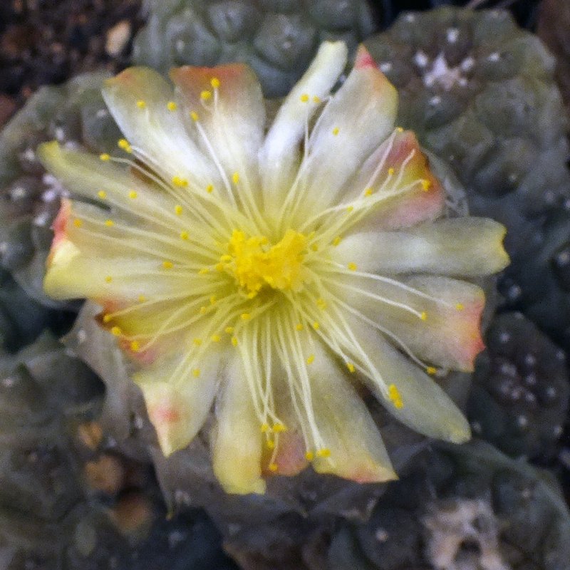 copiapoa3.jpg