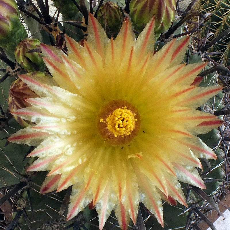 ferocactus_herrerae.jpg