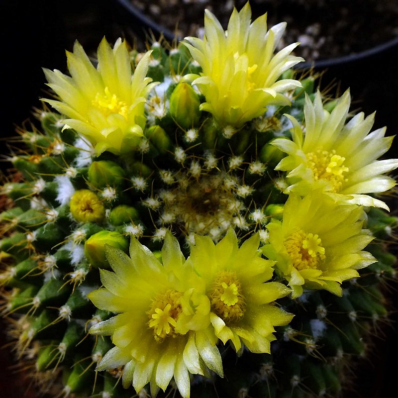 mammillaria.jpg