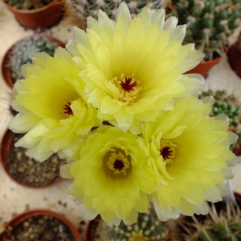 notocactus4f.jpg