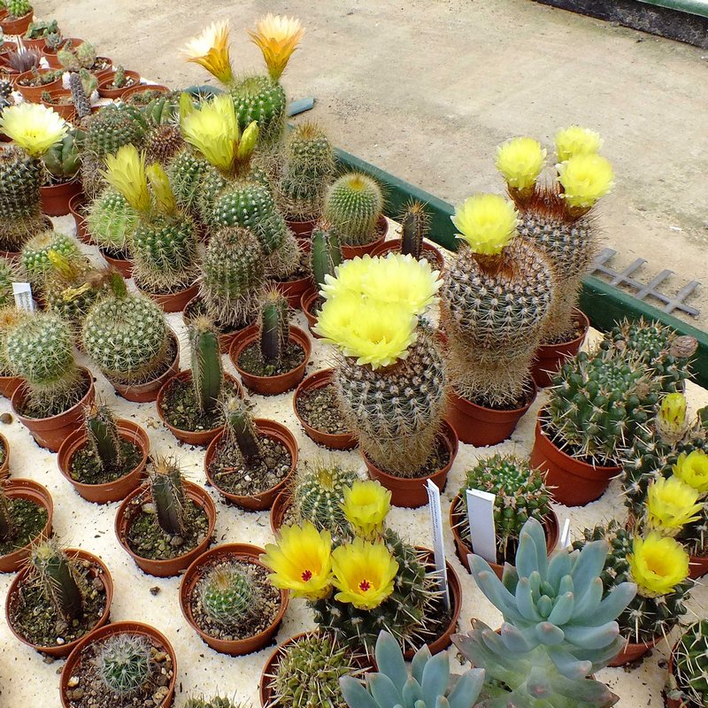 notocactus_fiorit.jpg