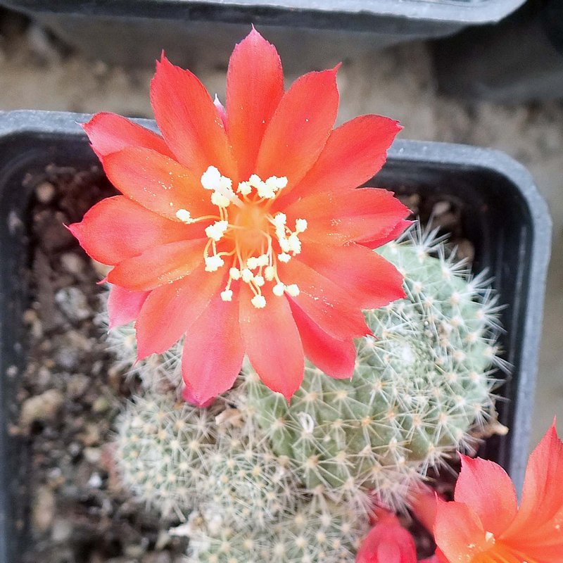 rebutia_fr.jpg