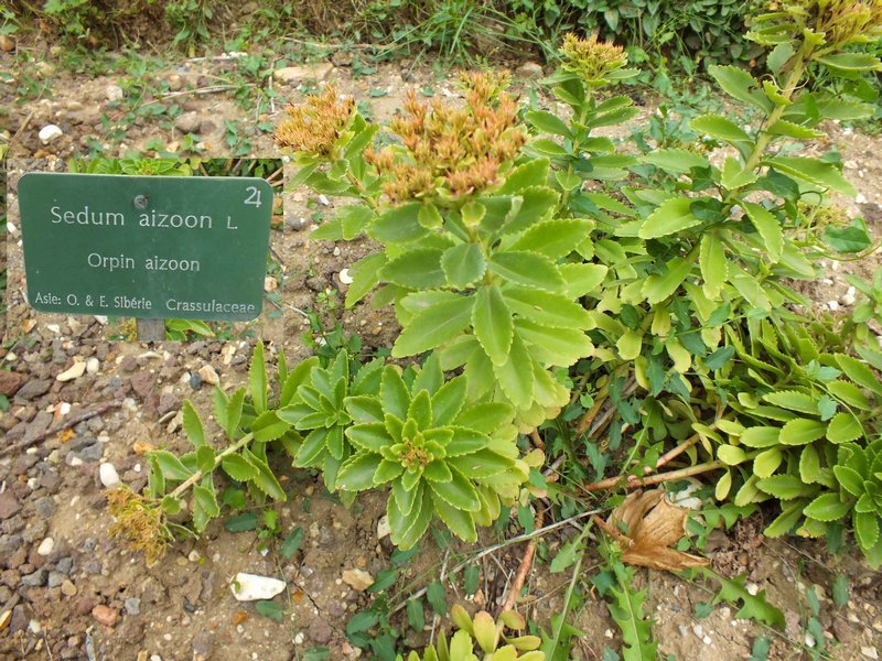 jdp_sedum_aizoon.jpg