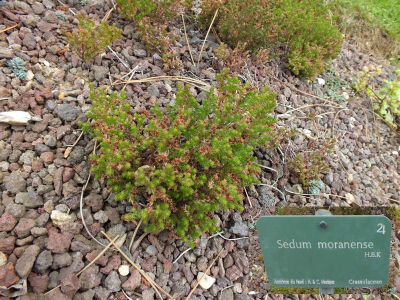 jdp_sedum_moranense.jpg