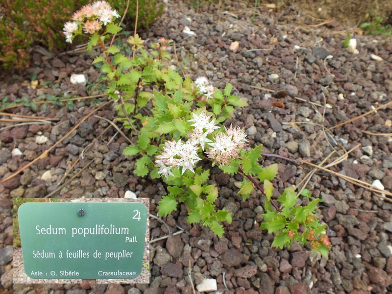 jdp_sedum_populifolium.jpg