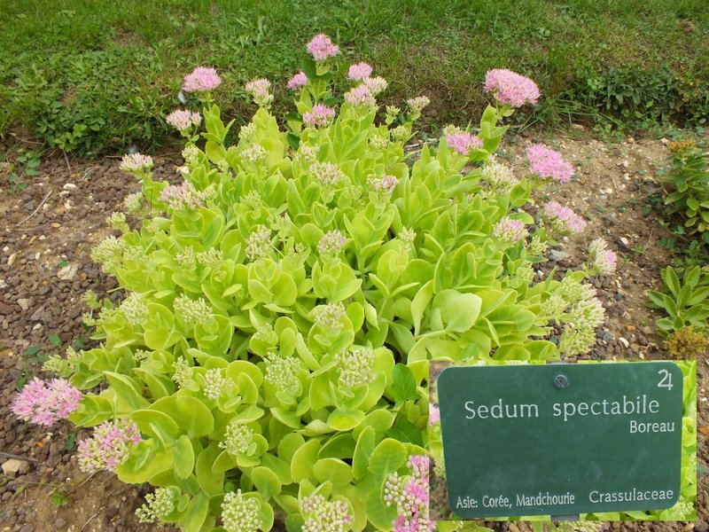 jdp_sedum_spectabile.jpg