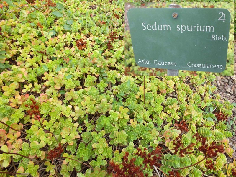 jdp_sedum_spurium.jpg