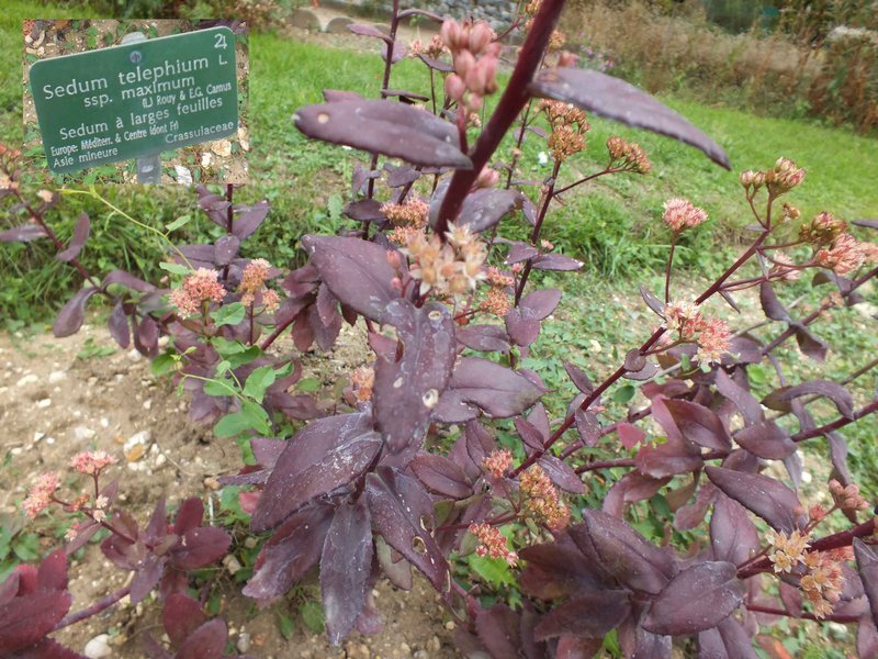 jdp_sedum_telephium.jpg