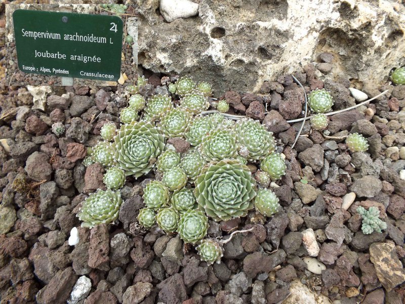 jdp_sempervivum_arachnoideum.jpg