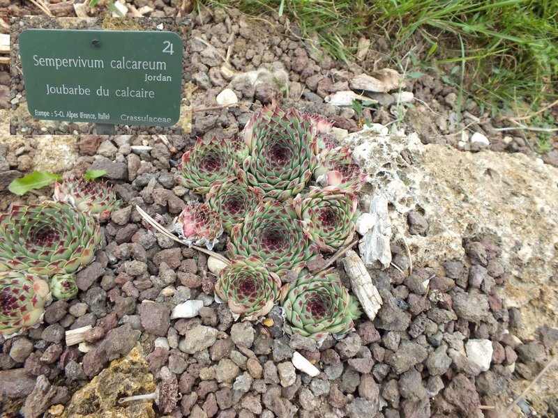 jdp_sempervivum_calcareum.jpg