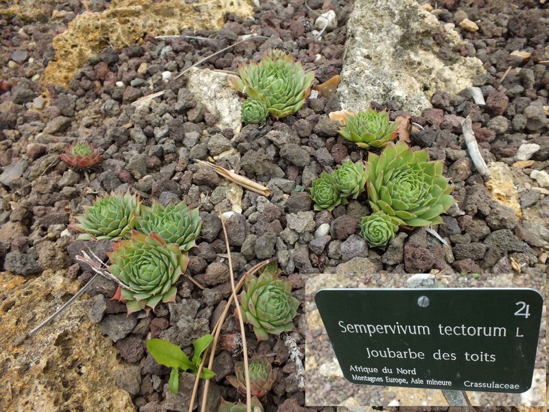 jdp_sempervivum_tectorum.jpg