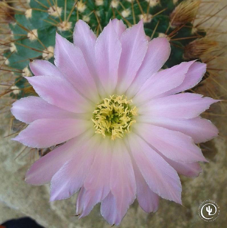 acanthocalycium_violaceum.jpg