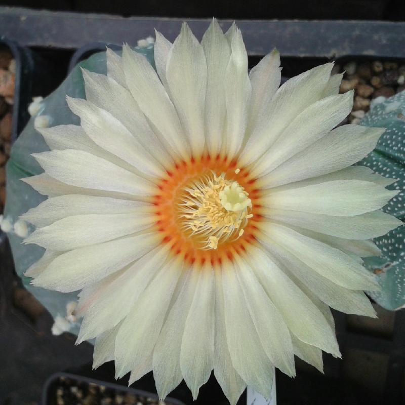 astrophytum_asterias.jpg