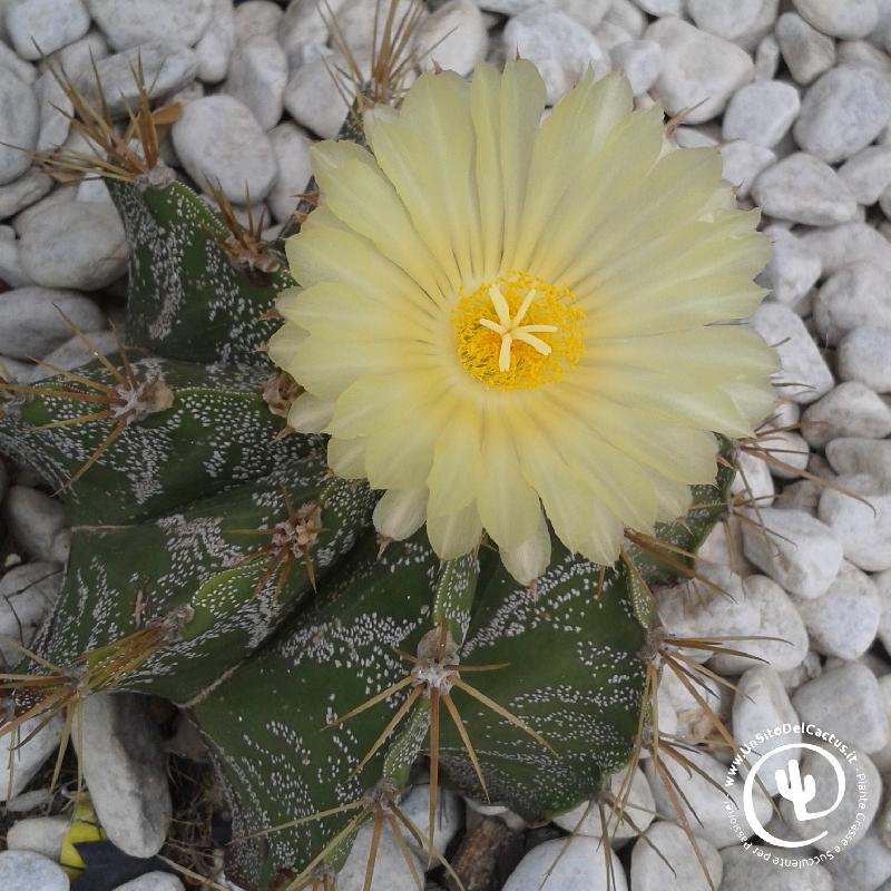 astrophytum_ornatum_33.jpg