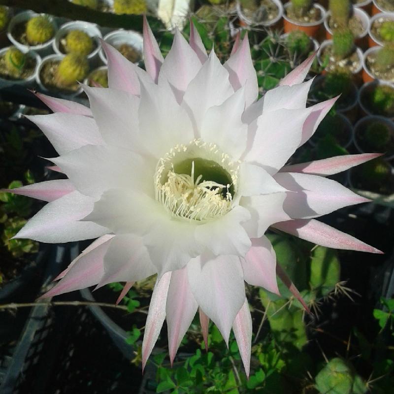 echinopsis_oxigona.jpg