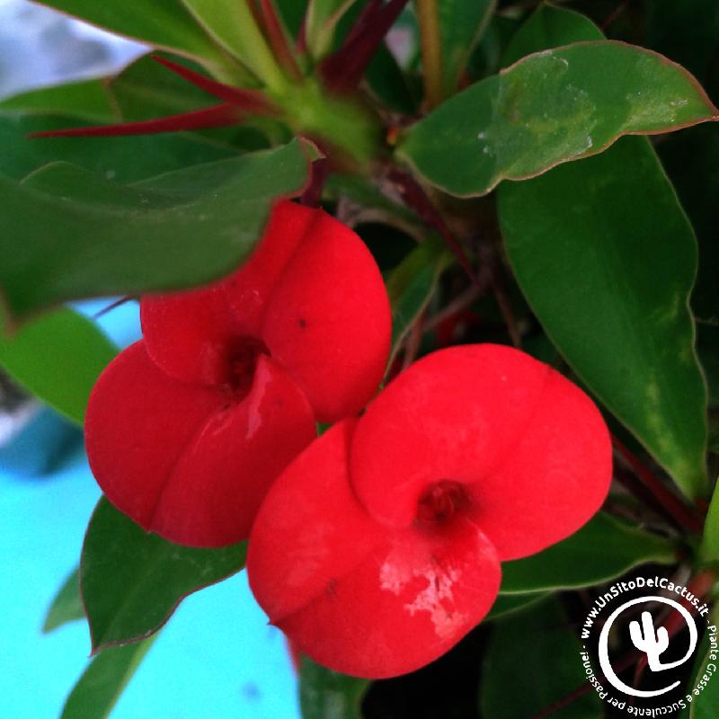 euphorbia_milii_fl_rosso.jpg