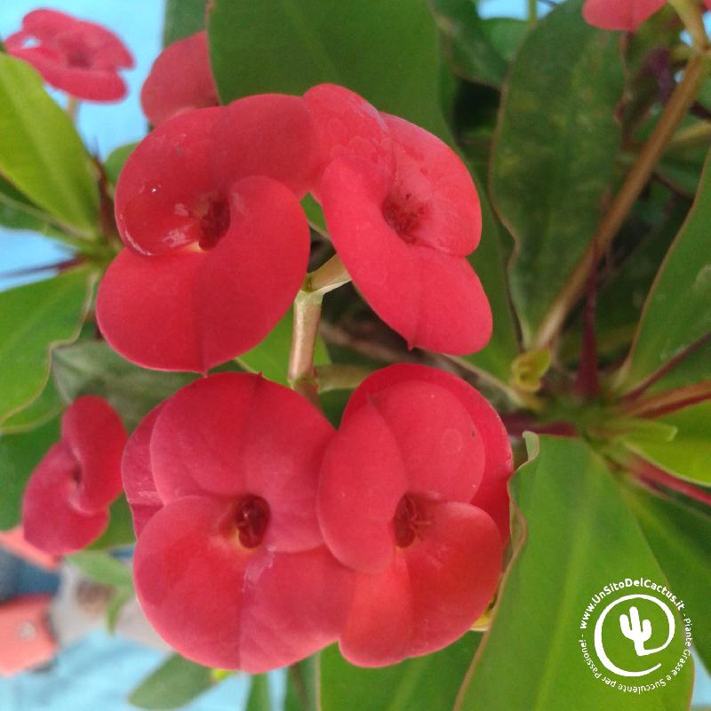 euphorbia_milii_fl_rosso2.jpg