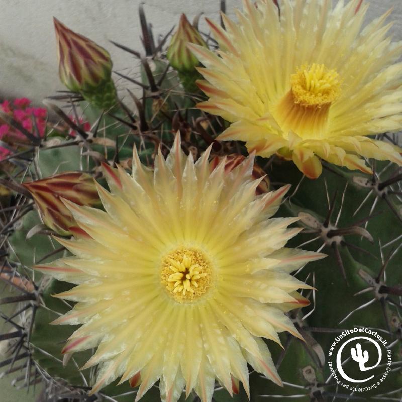 ferocactus_sp_casa.jpg