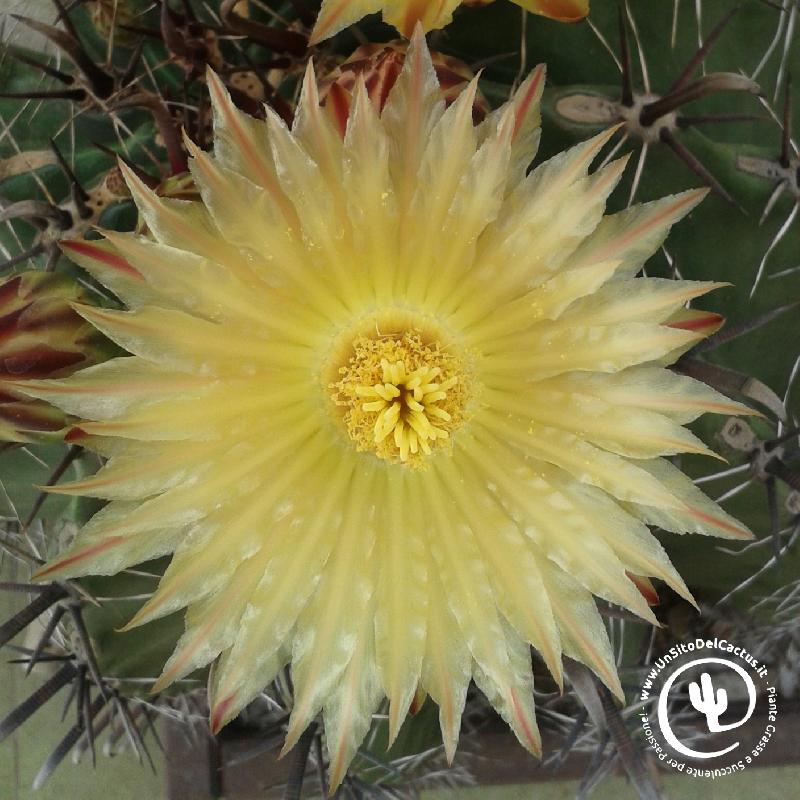 ferocactus_sp_casa2.jpg