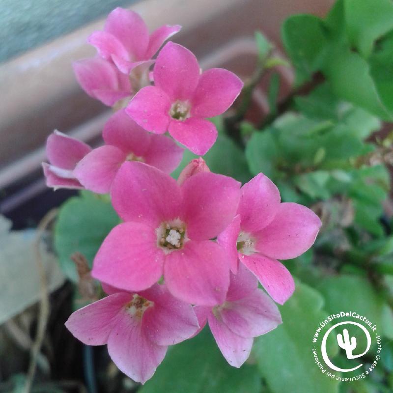 kalanchoe_blossfeldiana_pink.jpg