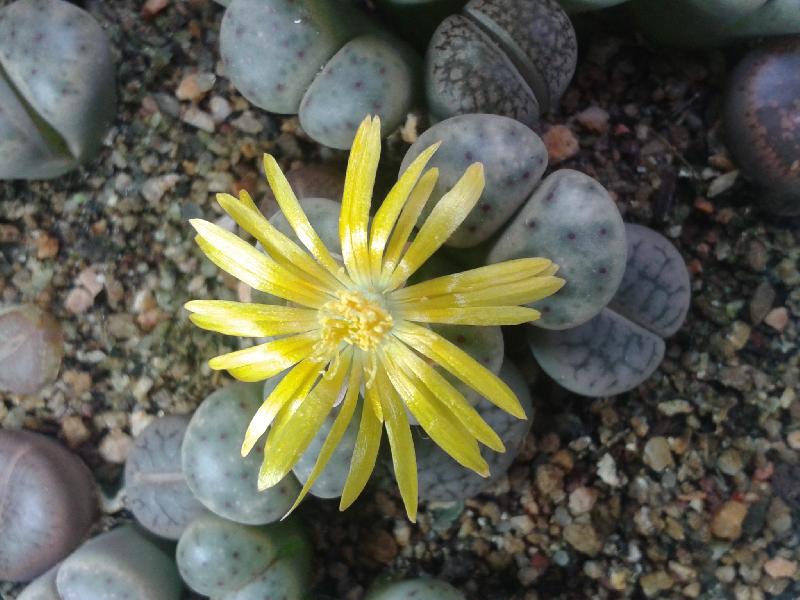 lithops_2016_(1).jpg