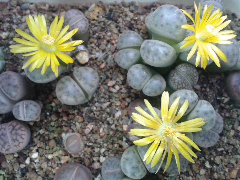 lithops_2016_(2).jpg