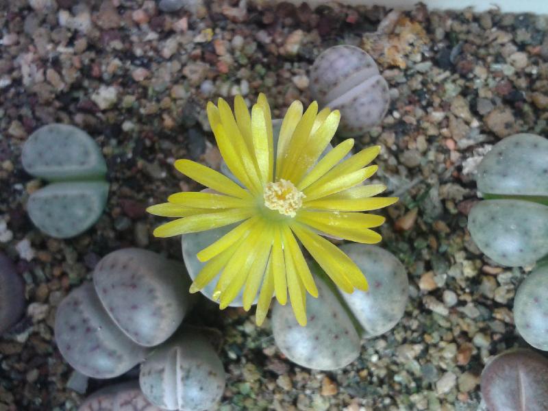 lithops_2016_(3).jpg