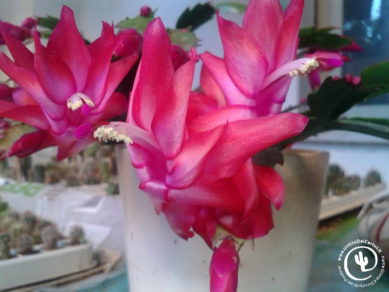 schlumbergera20161203_161136.jpg