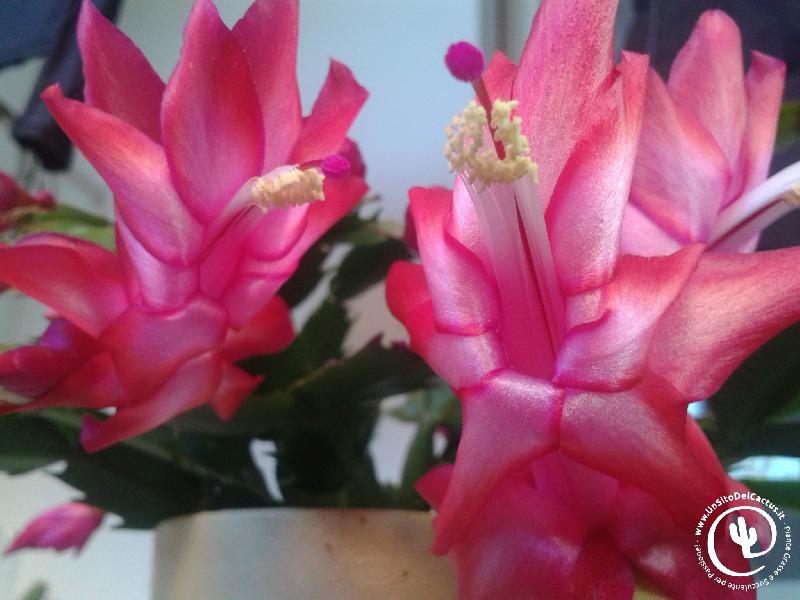 schlumbergera20161203_161214.jpg