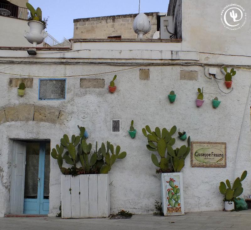 Cactus di Puglia - Foto di Sab 11 Marzo 2017