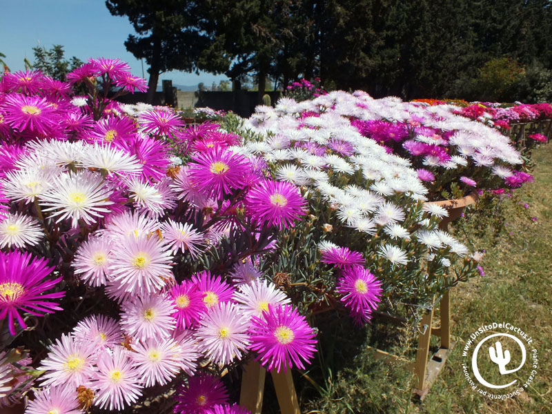 Lampranthus 2017 - Foto di Dom 23 Aprile 2017