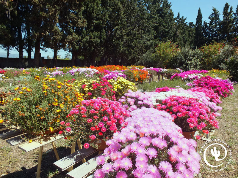 Lampranthus 2017 - Foto di Dom 23 Aprile 2017