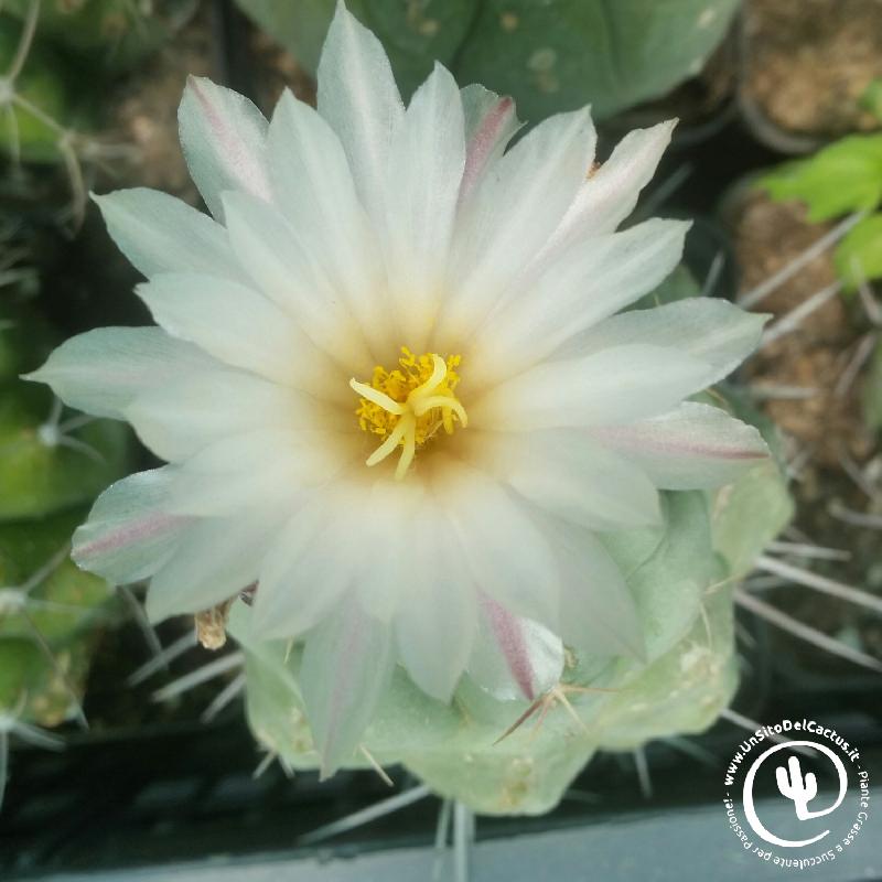 Fiori 2018 - Foto di Ven 11 Maggio 2018