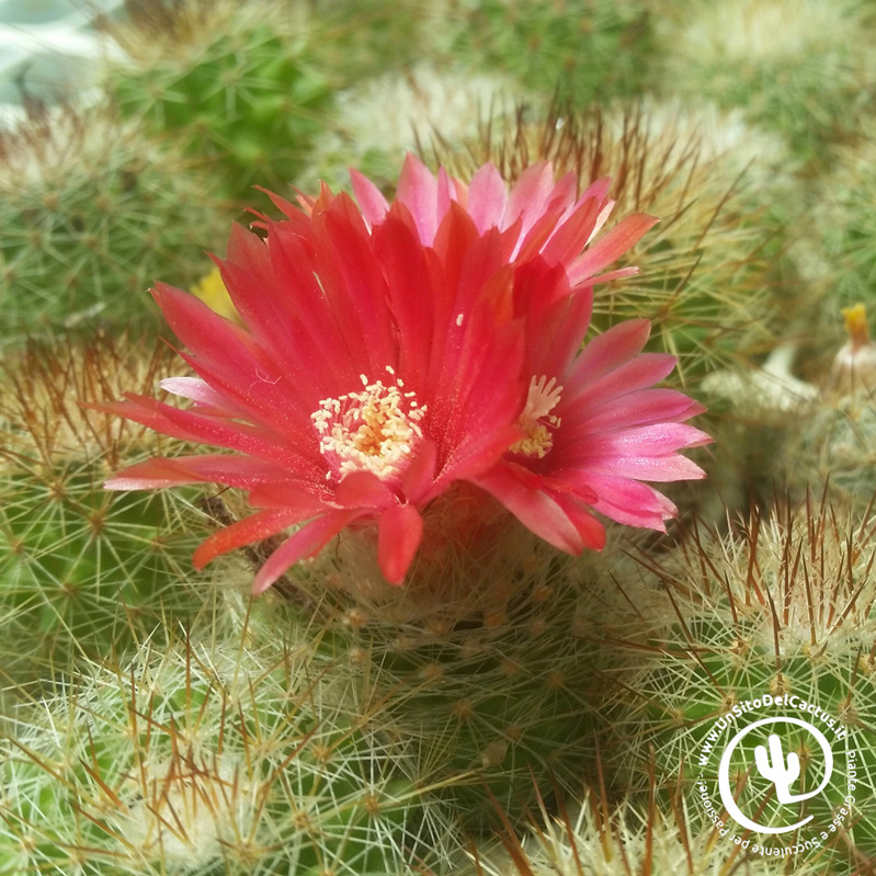 Fiori 2018 - Foto di Mer 4 Luglio 2018