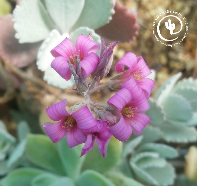 Fiori 2018 - Foto di Sab 21 Aprile 2018