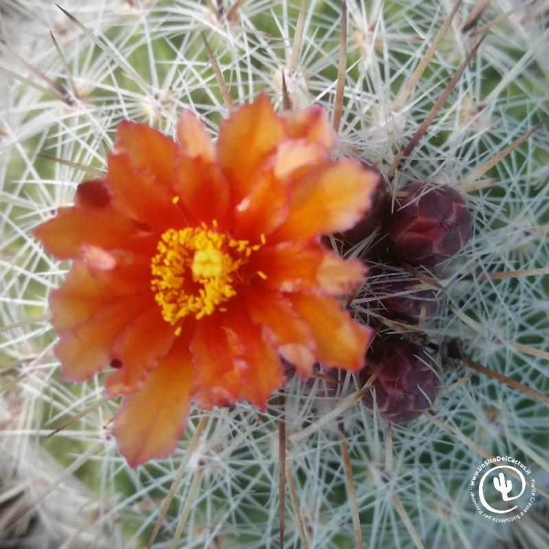 Thelocactus_conothelos_v_aurantiacus.jpg