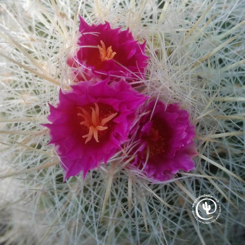 Thelocactus_macdowellii.jpg