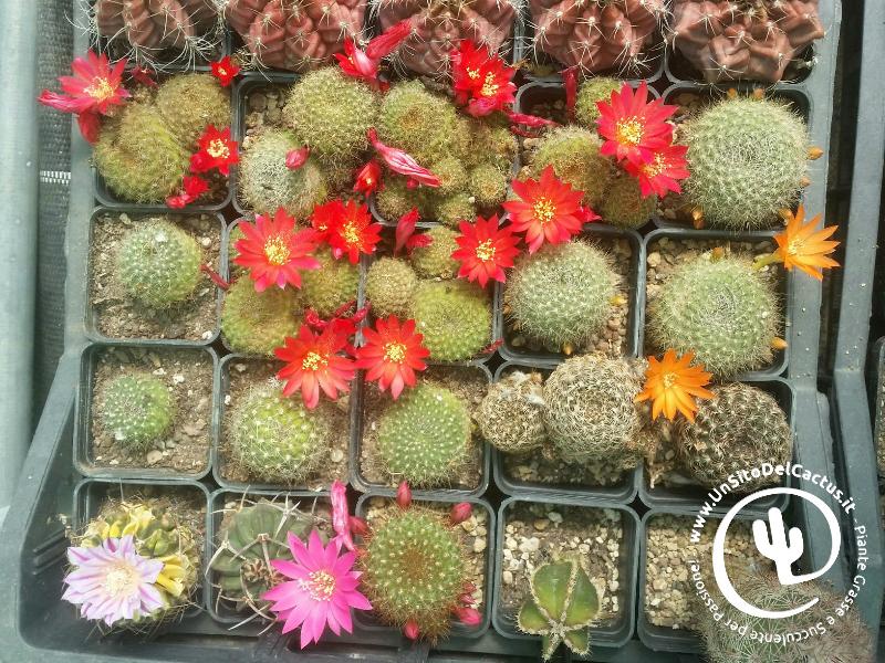 rebutia_fl2018.jpg