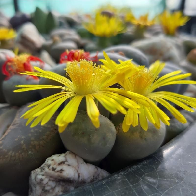 Lithops 2020 - Foto di Ven 16 Ottobre 2020