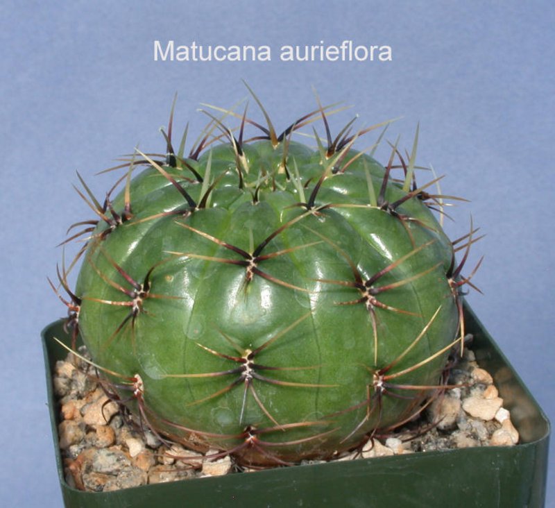 matucana_aureiflora.jpg