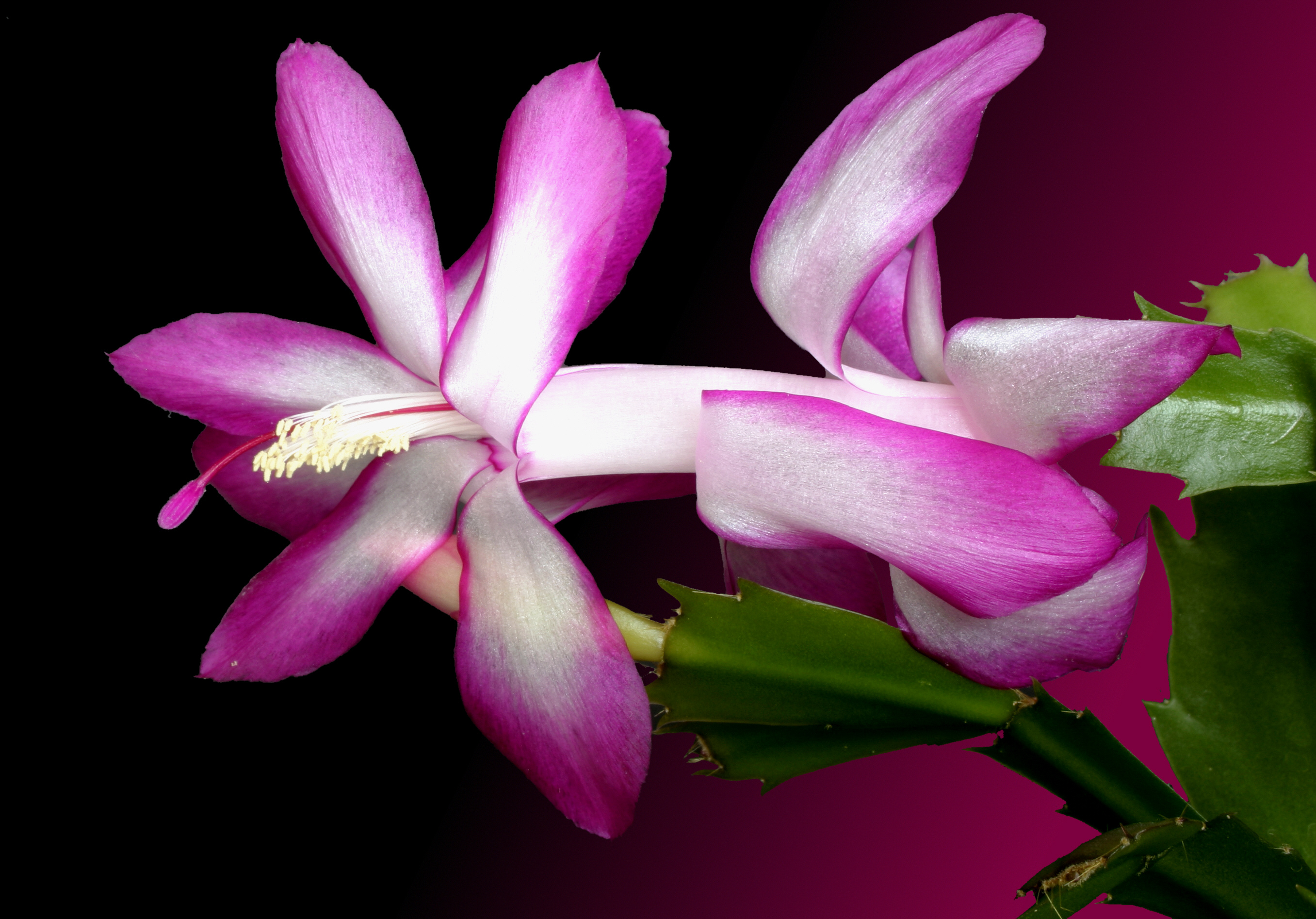 -_Schlumbergera_trunctata_-.jpg