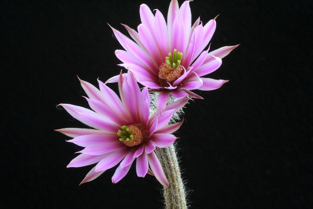 005_echinocereus_poselgeri__242.jpg