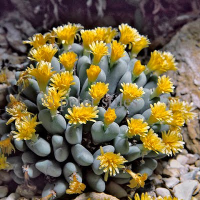 10109PS_Conophytum_bilobum_copy.jpg